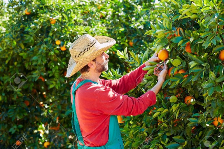 Agricultor recogiendo naranjas en un campo de la Ribera del Xúquer