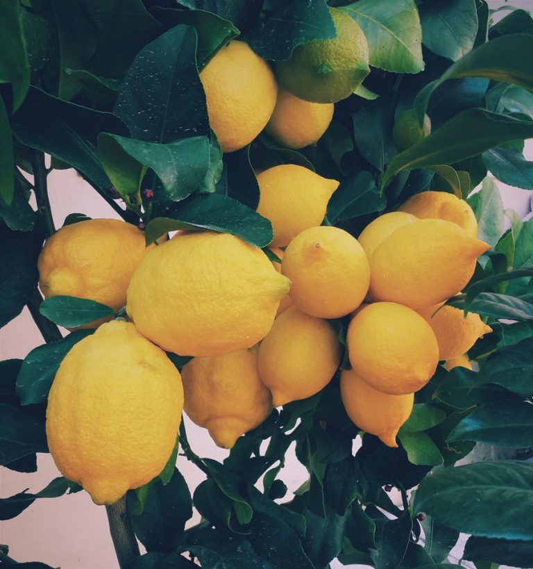 Caja de limones de la Ribera del Xúquer, sin encerar