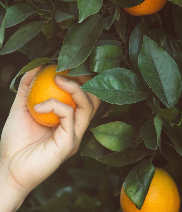 Naranja recolectada a mano en un campo de la Ribera del Xúquer