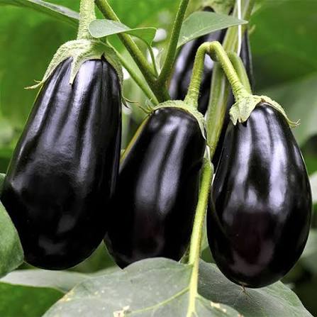 Berenjenas en la planta