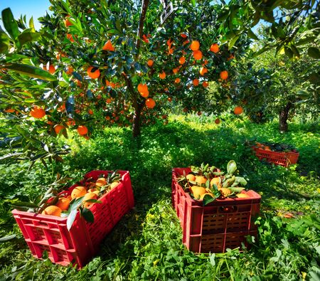Caja de campo con naranjas