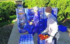 Caja de campo con naranjas, segunda toma