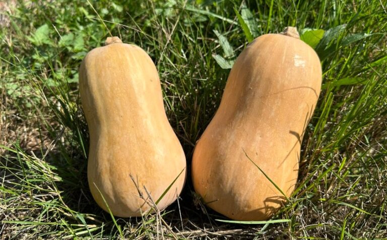 Calabazas de cacahuete en el campo