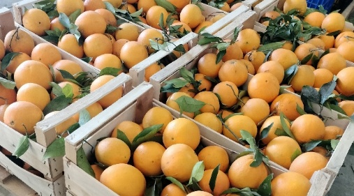 Naranjas con hoja recién recolectadas