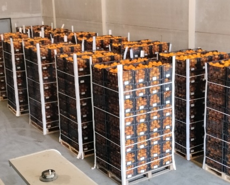 Palet completo de cajas de cítricos