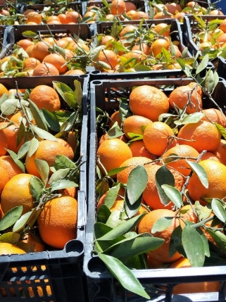 Cítricos preparados para supermercados