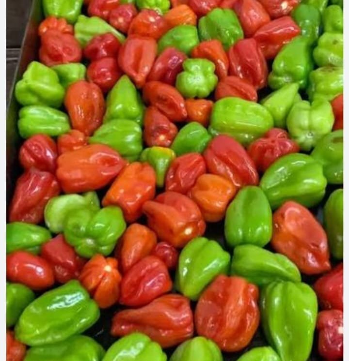 Pimientos habaneros de cultivo propio